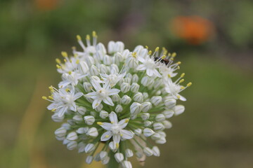 Small white garlic flowers. Macro. Russia.