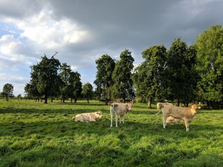 Krowy na pastwisku w Belgii © Adam Sadlak