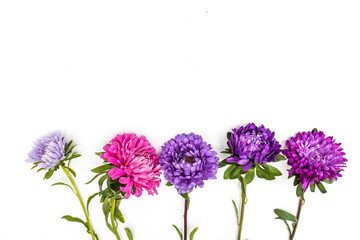 Obraz premium Colorful pink and blue aster flower isolated on white background. Place for text. Copy space