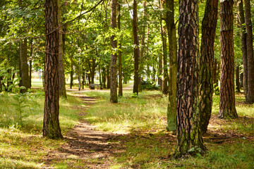summer park road, park, road, summer,path,forest path