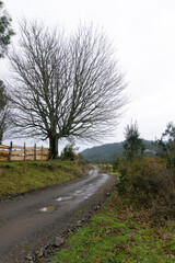 tree on the road