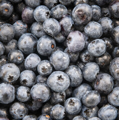 A close up of ripe blueberries.