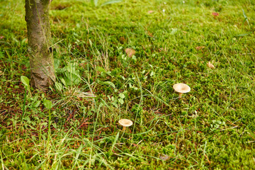 small mushrooms in the meadow under the tree