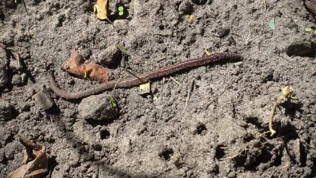 The earthworm moves slowly on the ground.