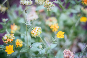 background for photo abstract bokeh green ai yellow plants