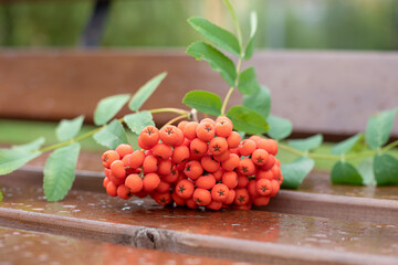 Bright orange rowan berries after rain on a wooden bench. Autumn series.