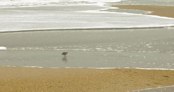 Waves chasing sandpiper bird on the beach at Cape Hatteras