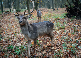 deer fawn autumn park beautiful deer close-up