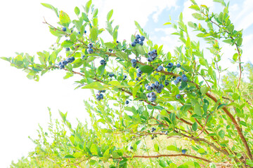 Fototapeta na wymiar Blueberry bush against white background
