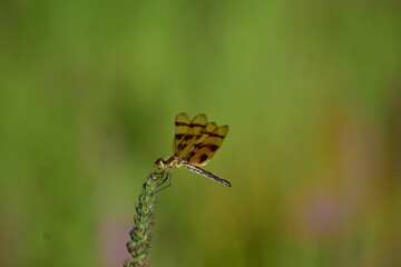 dragonfly on a weed