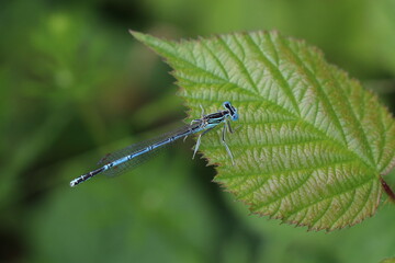 Male Damselfly