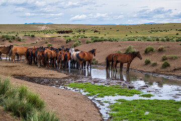 Fototapeta na wymiar Horses at the watering hole