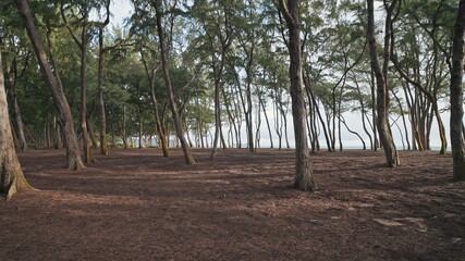 Camera moves in rainforest through trees. Wild beach on tropical island Oahu. Early morning at Hawaiian Island. Steadicam shot. DCI 4k.