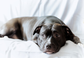 American pit bull terrier on bright background. Close up.	