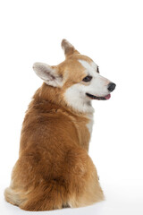 dog welsh corgi pembroke on a white background. Red-haired pet in the studio.