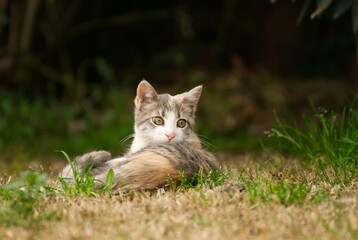 Naklejka na ściany i meble Cute cat in the garden in summer