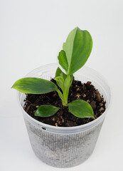 Philodendron white knight Aroid Urban Plants variegated  nursery houseplant  in  plastic pot  on white background,