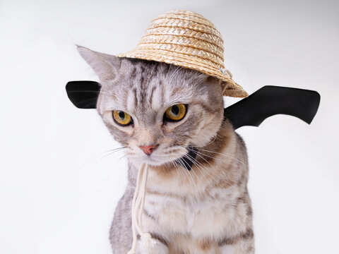 Halloween cat,tabby cat wear bat wing and rattern hat sit and looking forword on white background