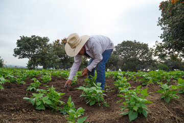 A closeup shot of a Hispanic male growing black beans in Mexico
