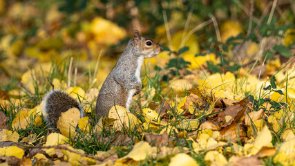 squirrel in the leaves