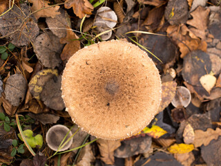 Autumn mushrooms on fallen leaves in the forest