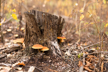 Autumn mushrooms on fallen leaves in the forest