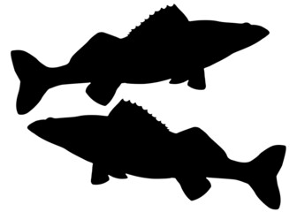 Zander  fish. Vector image.