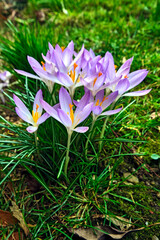 Krokusse ( Crocus ).