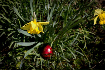 Osterei unter Osterglocke