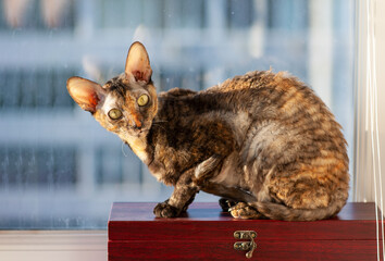 Cornish Rex cat closeup photo. The cat looks directly at the camera.