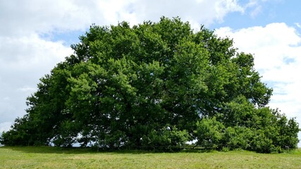 Chêne tricentenaire à Tombebœuf dans le Lot-et-Garonne
