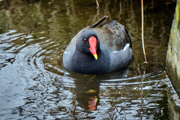 Teichralle ( Gallinula chloropus ), Teichhuhn.
