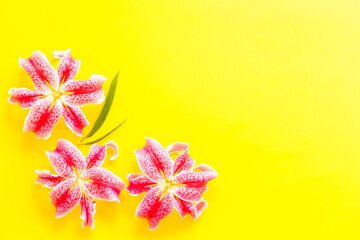 Top view of pink lilies flowers, floral pattern background