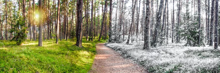 Fotobehang Summer and winter are combined in one photo. Change of winter and summer seasons. Snow and grass in the forest, forest path stretching into the distance of the forest © SERSOLL