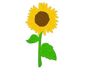 Sunflower vector illustration. Sunflower isolated. Botanical flower illustration. Yellow summer flower. Vector illustration