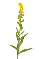Yellow flowers of goldenrod, lat. Solidago, isolated on white background