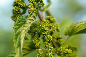 Urtica dioica, often called common nettle, or stinging nettle, or nettle leaf. Collection of nettle seeds in summer for preparation of funds used to normalize potency, Soft focus