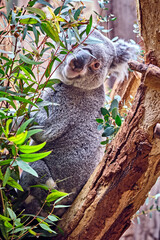 Obraz premium Koala ( Phascolarctos cinereus ).