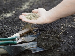 Elderly woman's hands throw dill seeds into the ground against the background of agricultural tools.