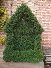 wall with ivy