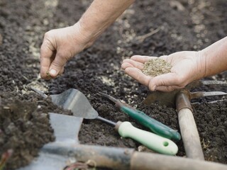 Elderly woman's hands throw dill seeds into the ground against the background of agricultural tools.