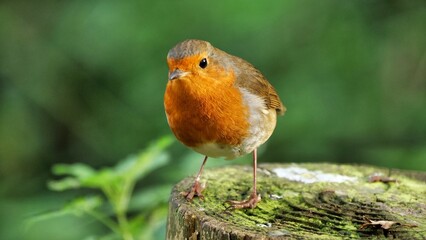 robin on a post