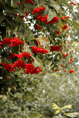 Fototapeta premium Ripe Viburnum bush with red berries in the garden. Summer and autumn background
