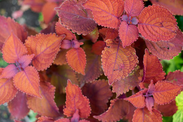 Coleus plant. A mixture of colors. Colorful leaves. Different varieties of coleus.