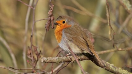 Obraz premium robin on the branch