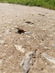 Паук 🕷 