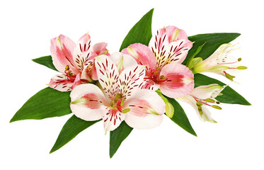 White and pink alstroemeria flowers and leaves in a floral arrangement