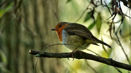 robin on a branch