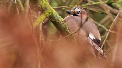 Jay between branches