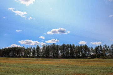 forest field on the background of a blue sky with clouds